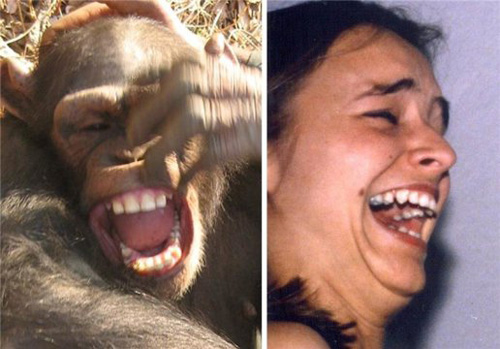 Phát hiện sự giống nhau trong nụ cười giữa tinh tinh và người